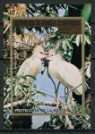 Экваториальная Гвинея 1974 г. • SC#  • 200 pt. • Экзотические птицы Африки • блок ( б.з. ) • MNH OG XF
