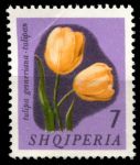 Албания 1965 г. • Mi# 966 • 7 L. • Цветы • тюльпаны • концовка серии • MNH OG VF ( кат.- €3 )